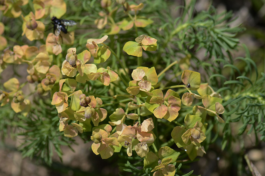 Euphorbia cyparissias L.